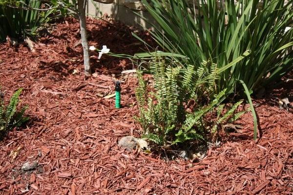 Fixed small stub risers just above your mulch height will provide less maintenance due to clogging than a pop-up sprinkler.