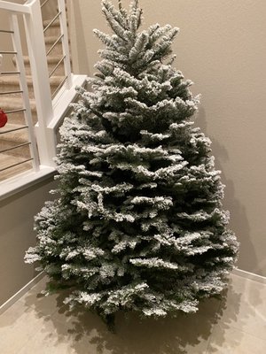 Six foot Noble fir medium flock