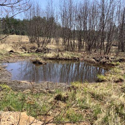 Water hole for the wildlife.