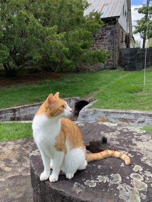 Purr sitting on a millstone in the pasture