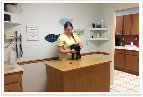 East Bay Animal Hospital - cat exam room