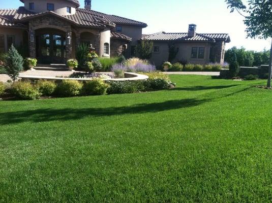 Results from our Lawn Care Program! Slow release granular fertilizer and turf weed control.