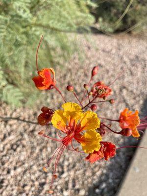 Cholla Trail