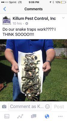 Snakes are no problem with Killum Pest Control.