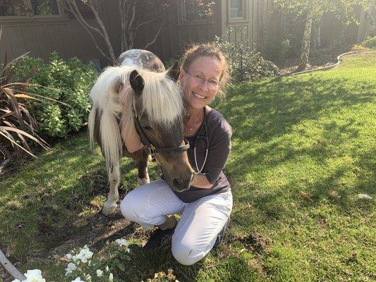 Providing spinal adjustment to a mini horse