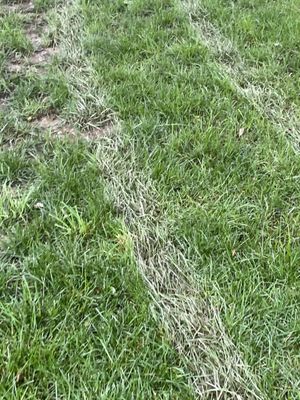 Agrolawn tire tracks