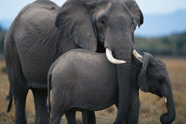 Elephants in the Masai Mara, Kenya