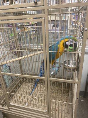 Undersized cage for a macaw, food dish was completely empty and has NO enrichment at all. Her tail and wings look damaged.