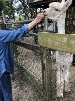 Funny Farm Alpacas