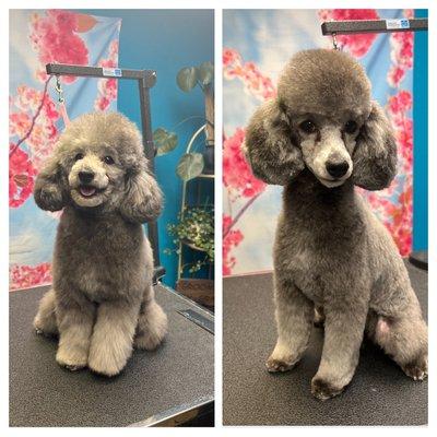 Its summer cut time  before and after by Gracie