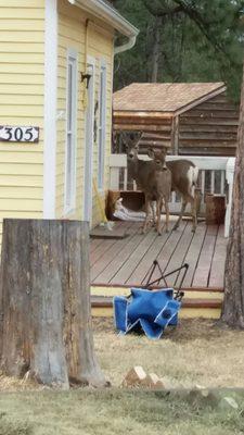 Watch deer guarding the lockbox.