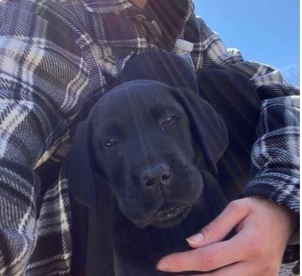 Max - Labrador puppy