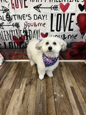 Paws-ibly the best Valentine's Day ever!