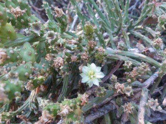 Desert Christmas Cactus Cholla