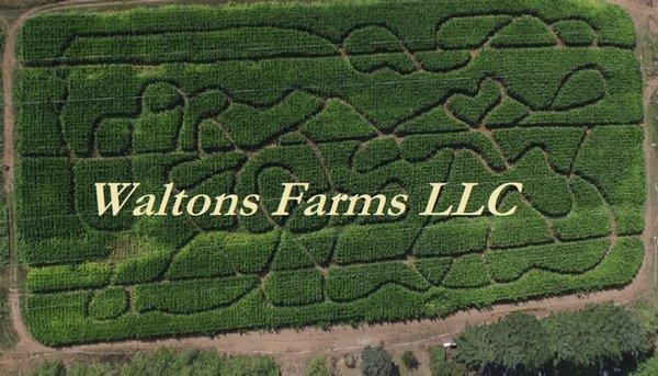 Waltons Farms 2016 Corn Maze!