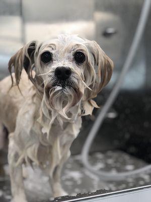 Maltese Mix - Tucker!