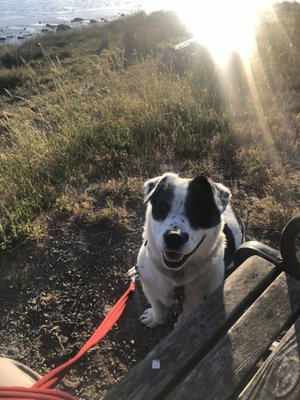 Our basset hound mix