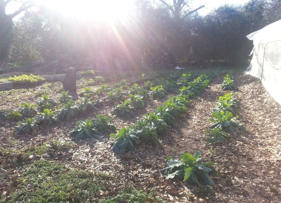 Juicy collards!