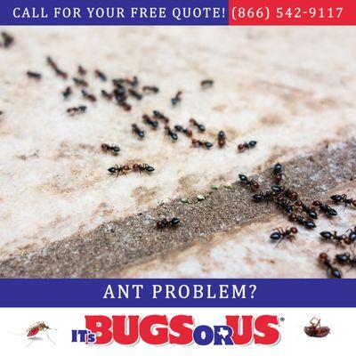 It's Bugs Or Us Pest Control - North Austin