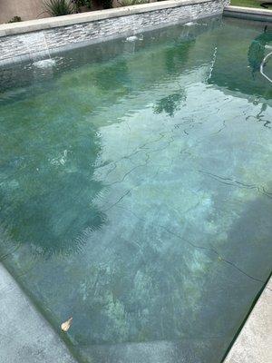 Believe  it or not the bottom of my pool should be dark gray ....clearly it's not gray anymore.....green isn't a good look!