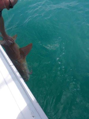 I caught this nurse shark and got to pet it before its release !!!  WOW .....