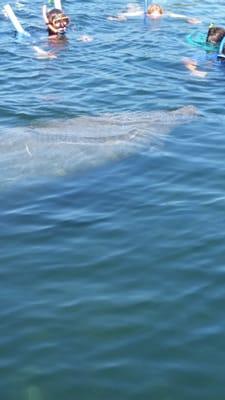 Manatee needed a breath, they are so friendly