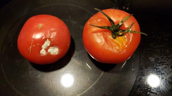 Mold on Tomatoes and liquid coming out