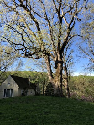 Oak tree