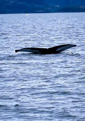 Lu-Lu Belle Glacier Wildlife Cruises