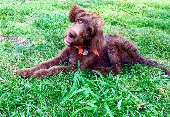 Cooper after his puppy cut