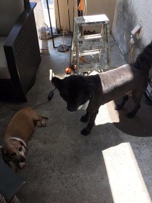 Fluffy and Heidi playing after their baths and shave.