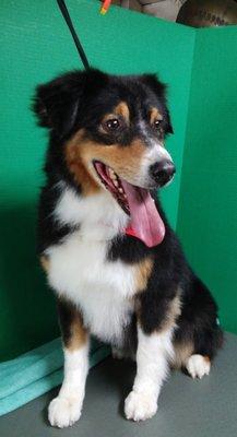 Australian Shepherd Prince looking good after his grooming with Ms.Mary.