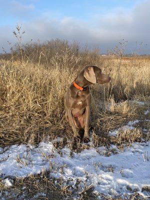 Juno my assistant says ...paws up on this land!