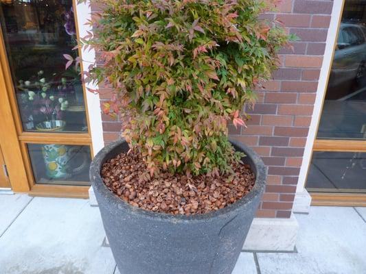 This potted plant is located at Bridgeport Village.