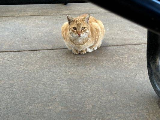 Cat on campus