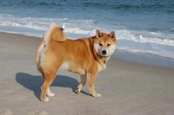 Sachi cruising the beach on Fire Island