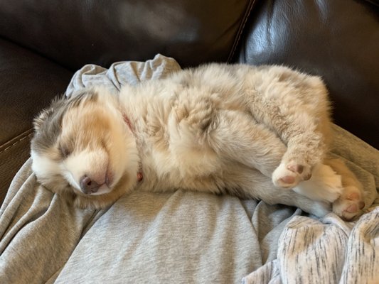 Scout the Mini Aussie Shepherd as a puppy