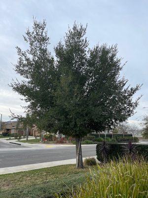 Tree trim