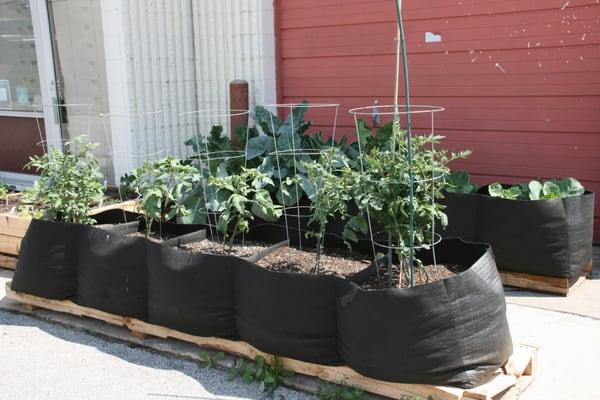 Growing plants in Smart Pot containers! We have lots of sizes available.