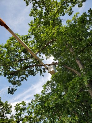 Amazing Tree Services