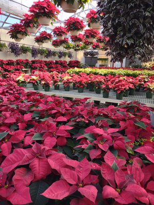 More poinsettias!