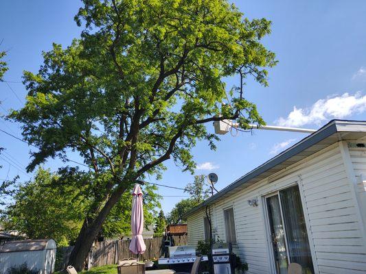 Raptors Tree Service