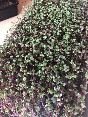 Amazing Spicy Microgreens ready and for sale!