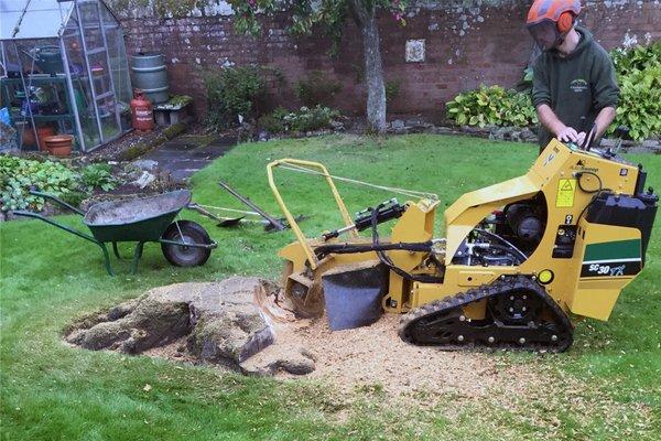 Tree Stump Grinding in Overland Park