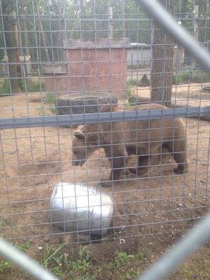 Alone and damaged . This bear paces back and fourth in a clear sign of distress from how small his cage is . Saddest bear I've ever seen.