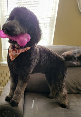 After Dave groomed her (idk why the before pic didn't post but she looked like a sheep dog)