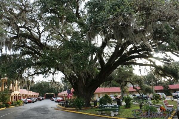 Senator seems to be a popular name for tall trees