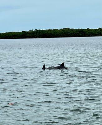 Dolphins