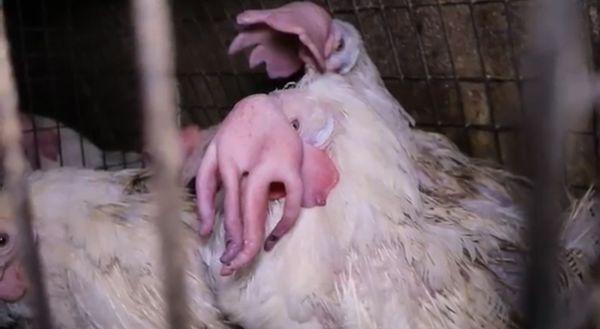 Chickens are deformed after getting caught in cage metal  and from disease, Taken at Hickman's egg ranch in Maricopa