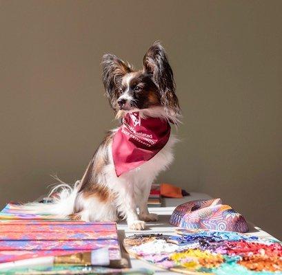 Our therapy dog Sketch loves to sunbathe